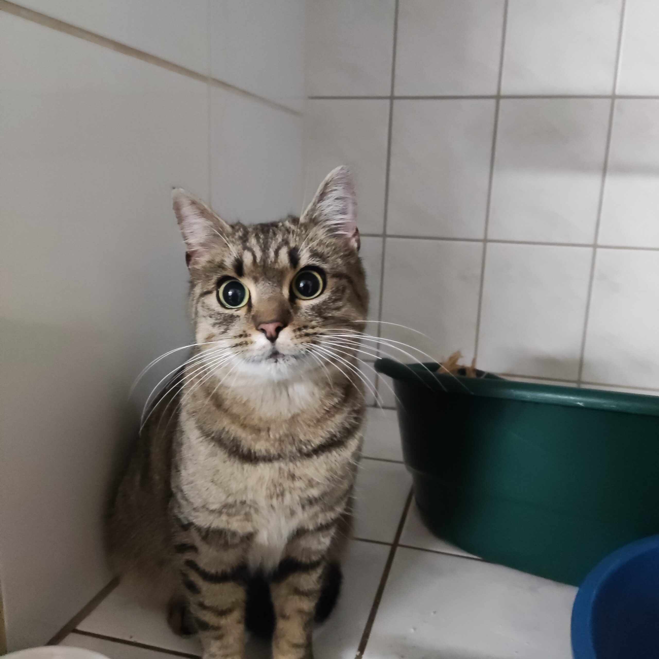 Katze gefunden, in Großnaundorf zugelaufen