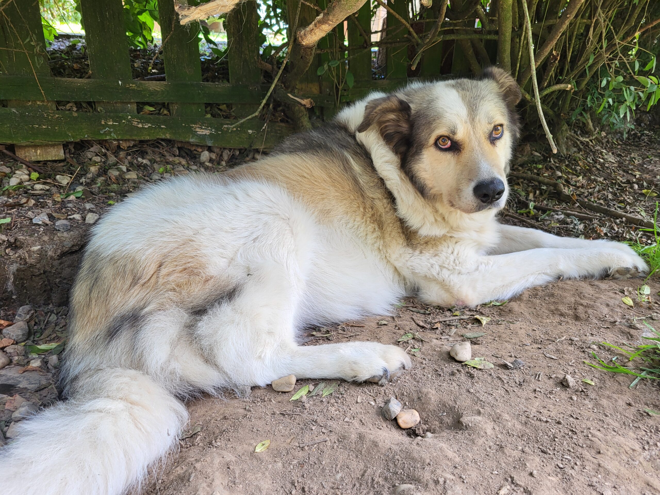 Hund Iris Zuhause gesucht Tierhoffnung