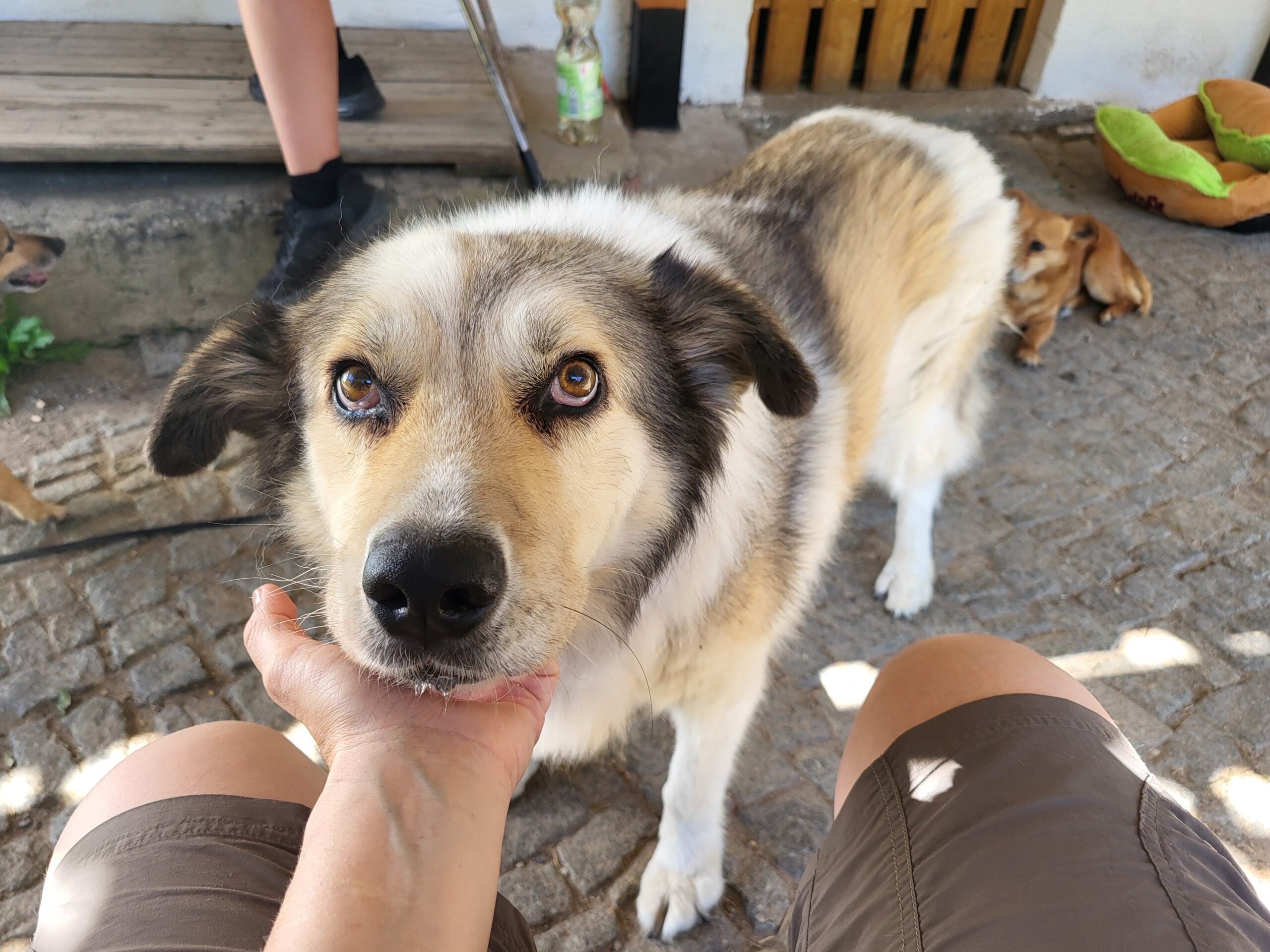 Hund Iris Zuhause gesucht Tierhoffnung