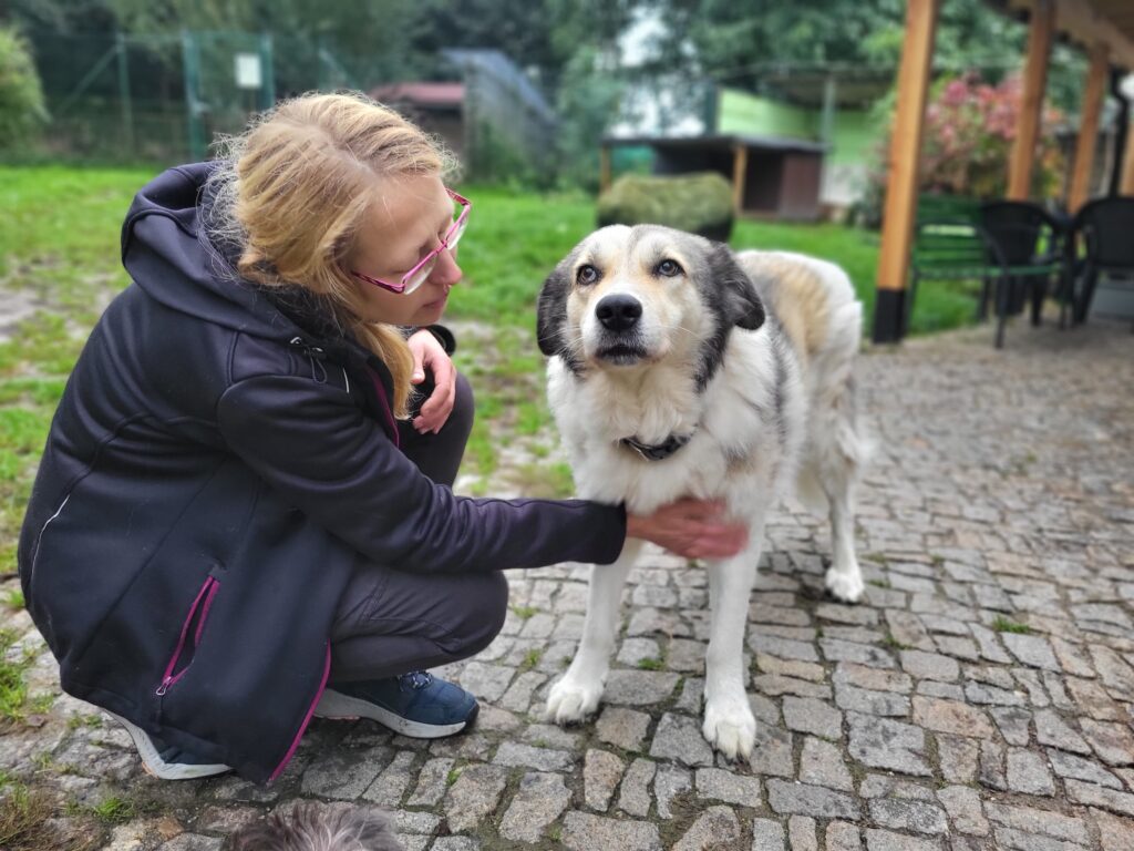 Hund Iris Zuhause gesucht Tierhoffung