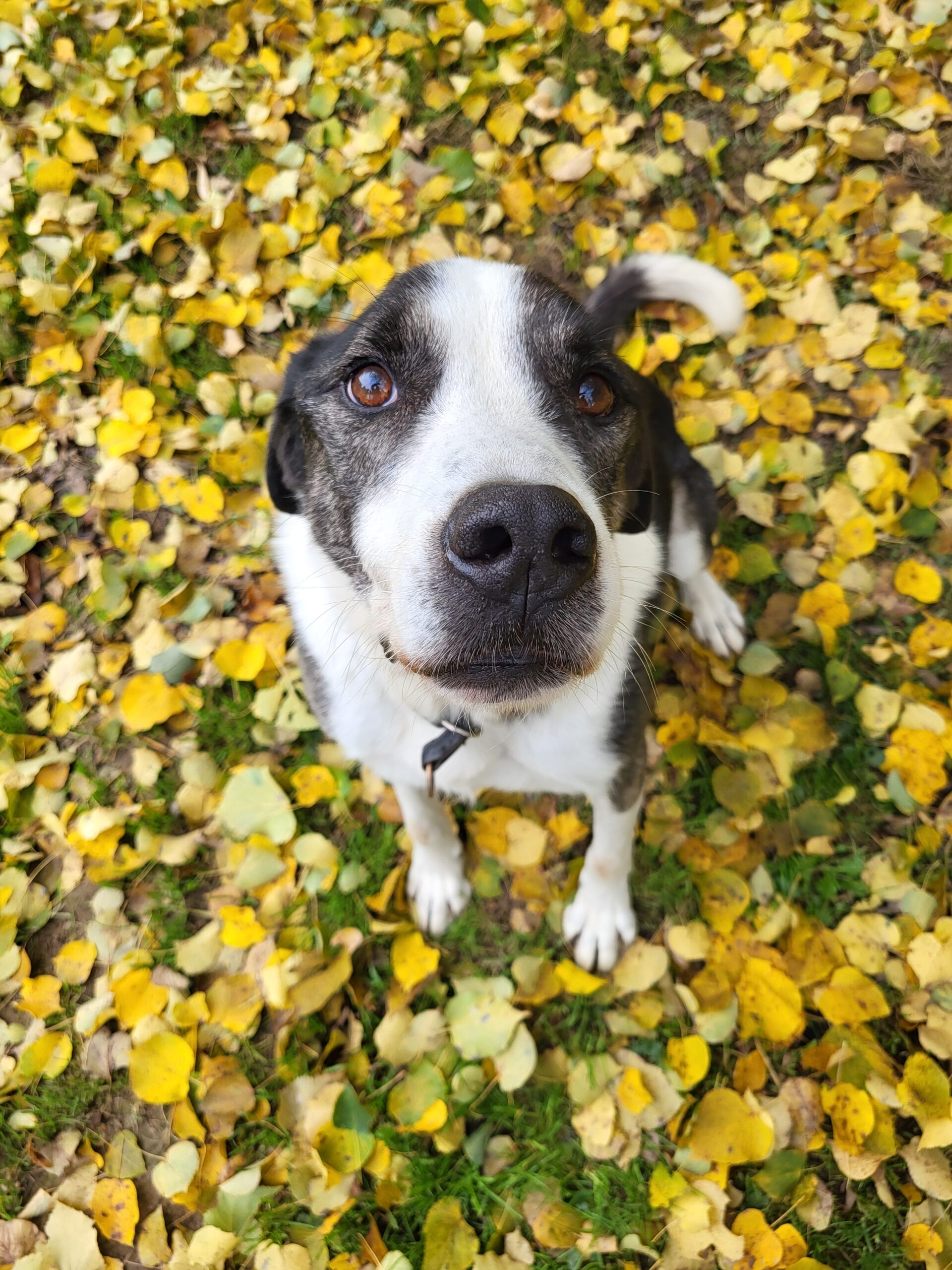 Hund Kupidon Zuhause gesucht Tierheim