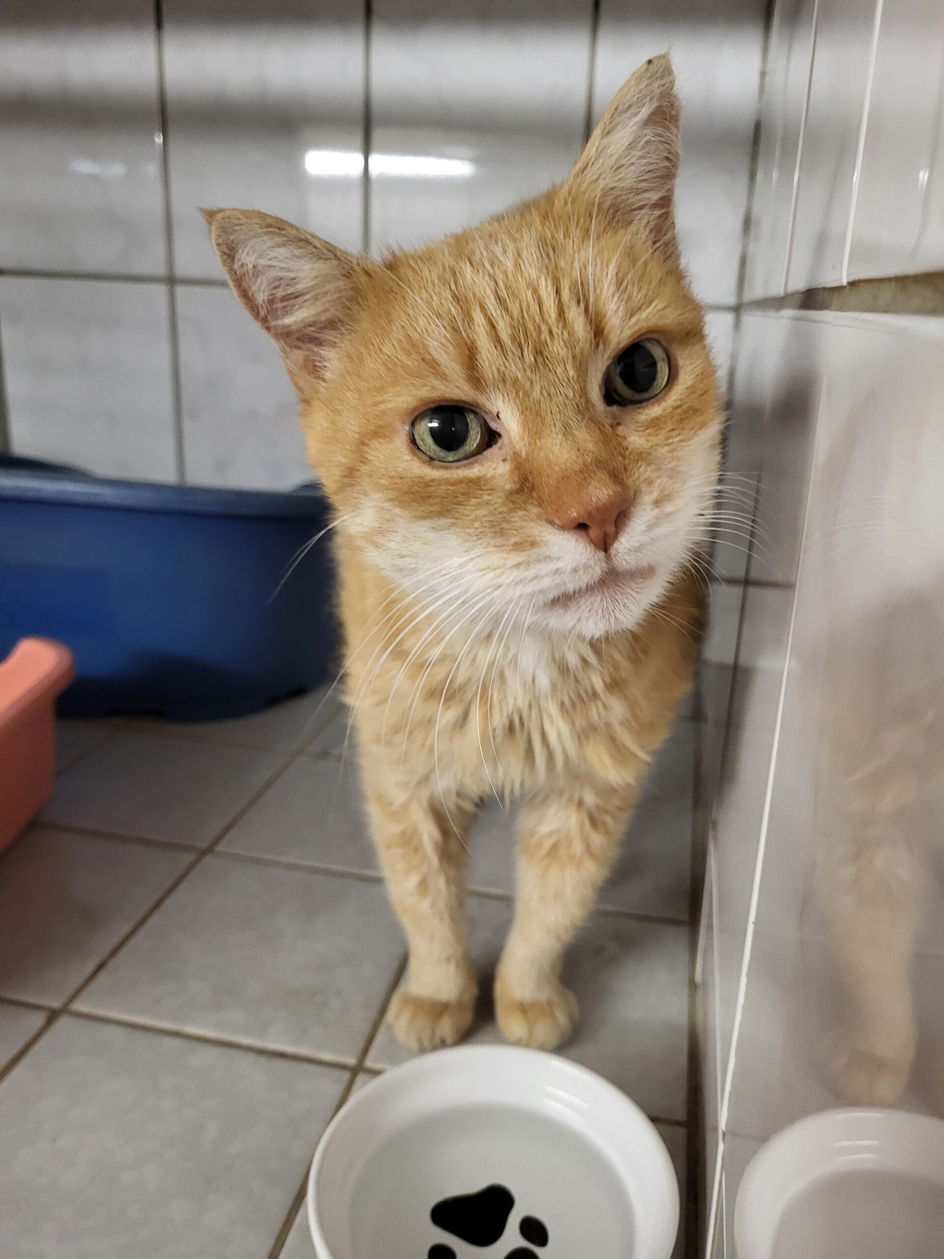 Fundkatze Großröhrsdorf Bismarck