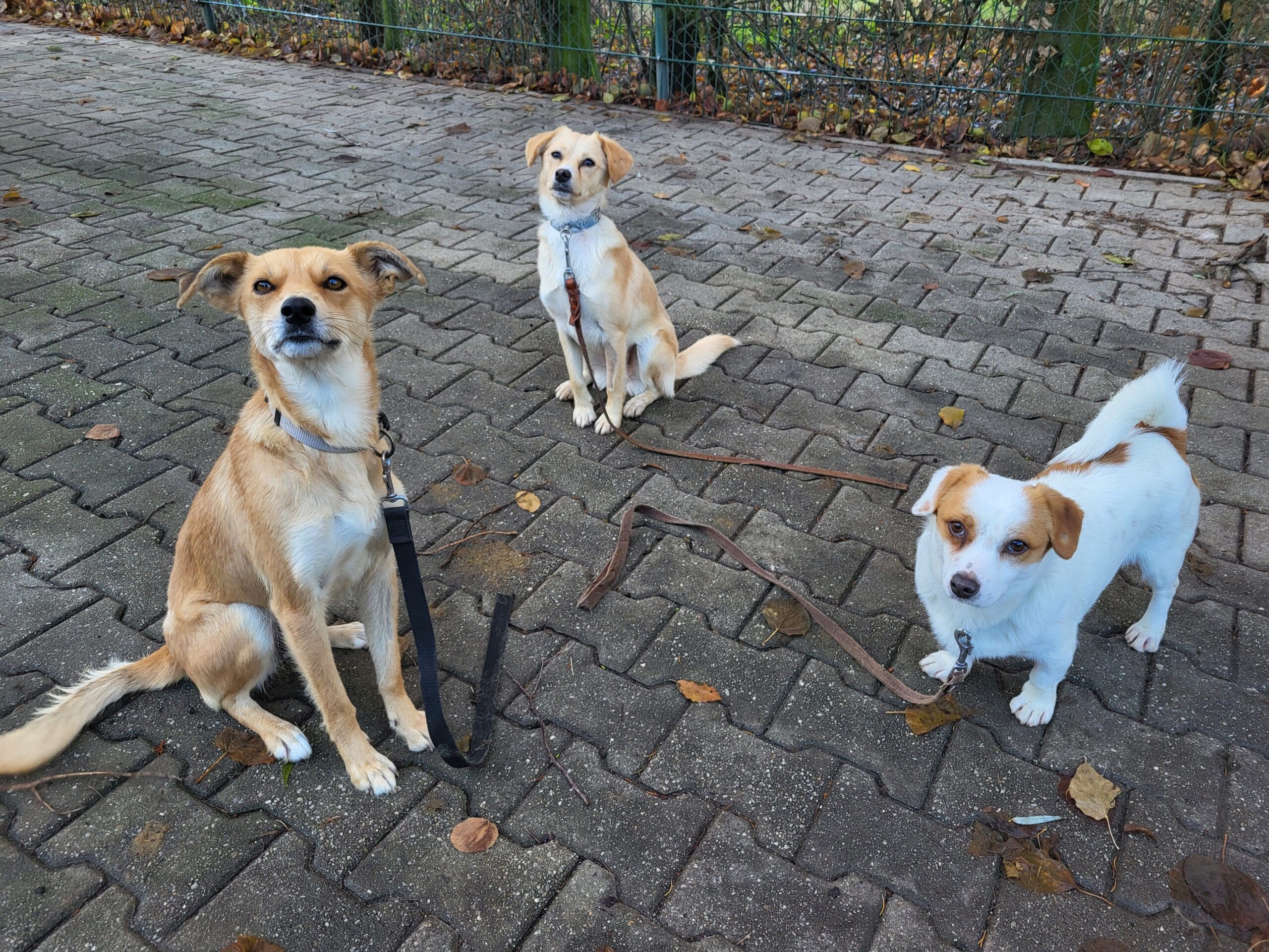 Rudelhaltung im Tierheim Tierhoffnung