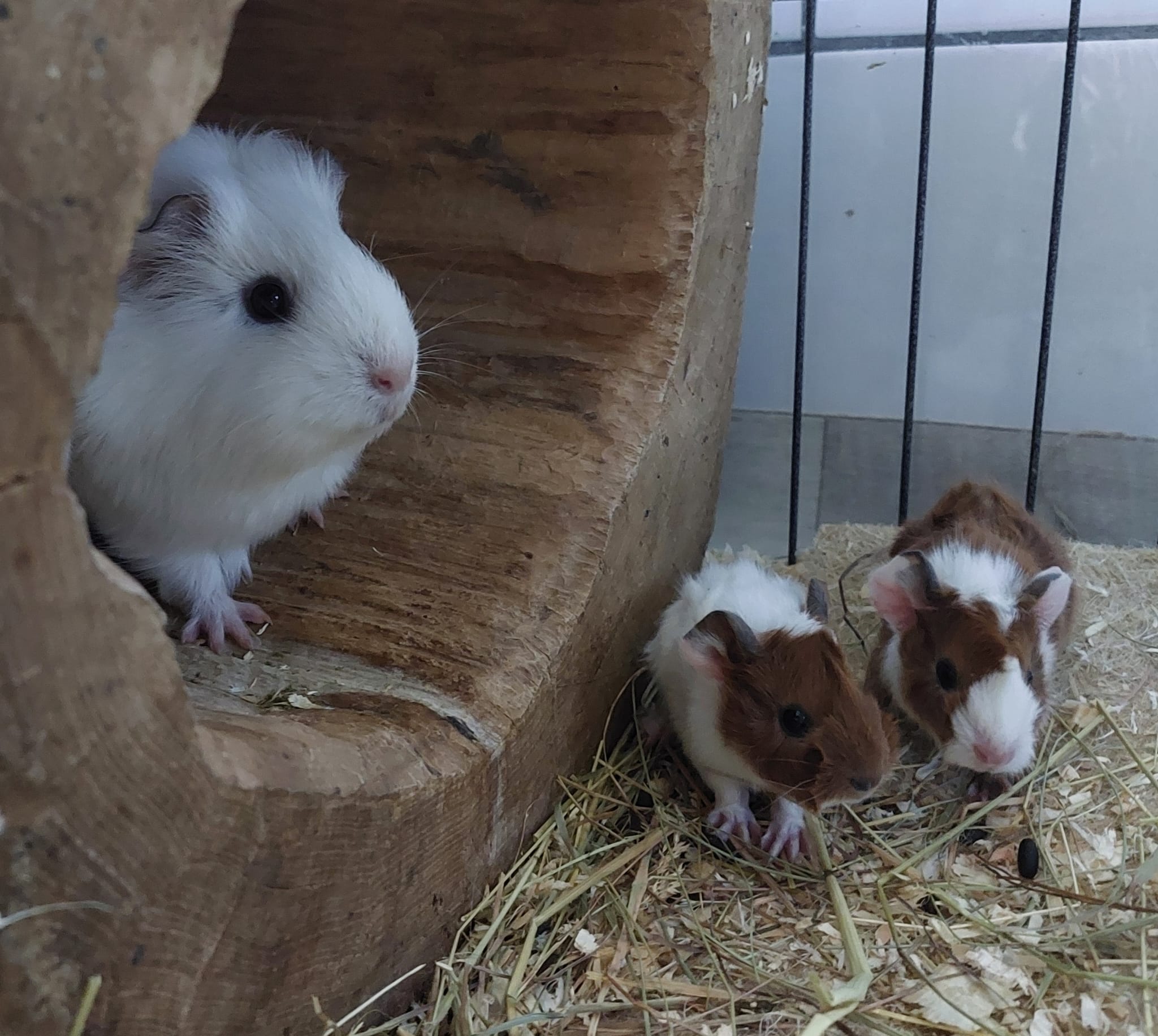 Polly, Meerschweinchen Nachwuchs