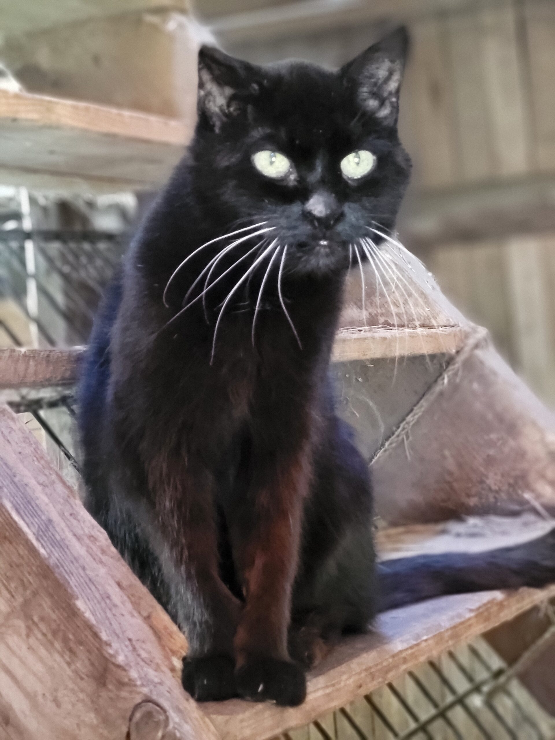 Katze Avery Tierheim Hoffnung für Tiere Regenbogenbrücke