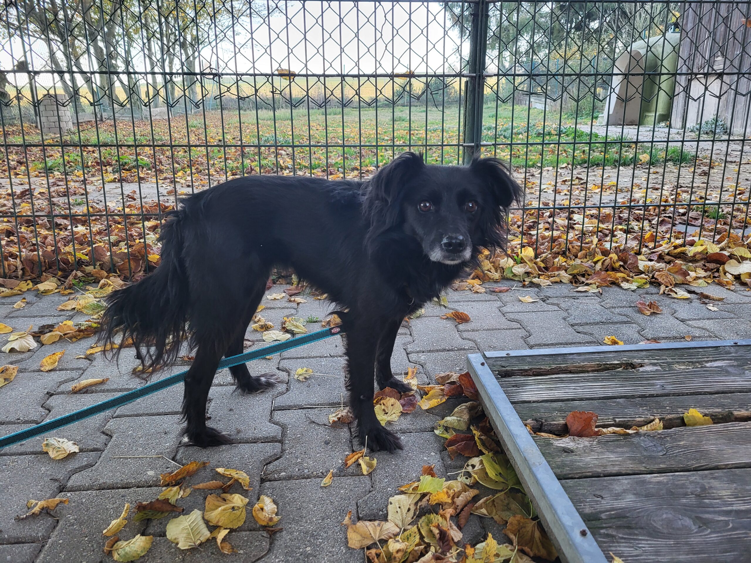 Hund Zara Zuhause gesucht Tierheim Tierhoffnung