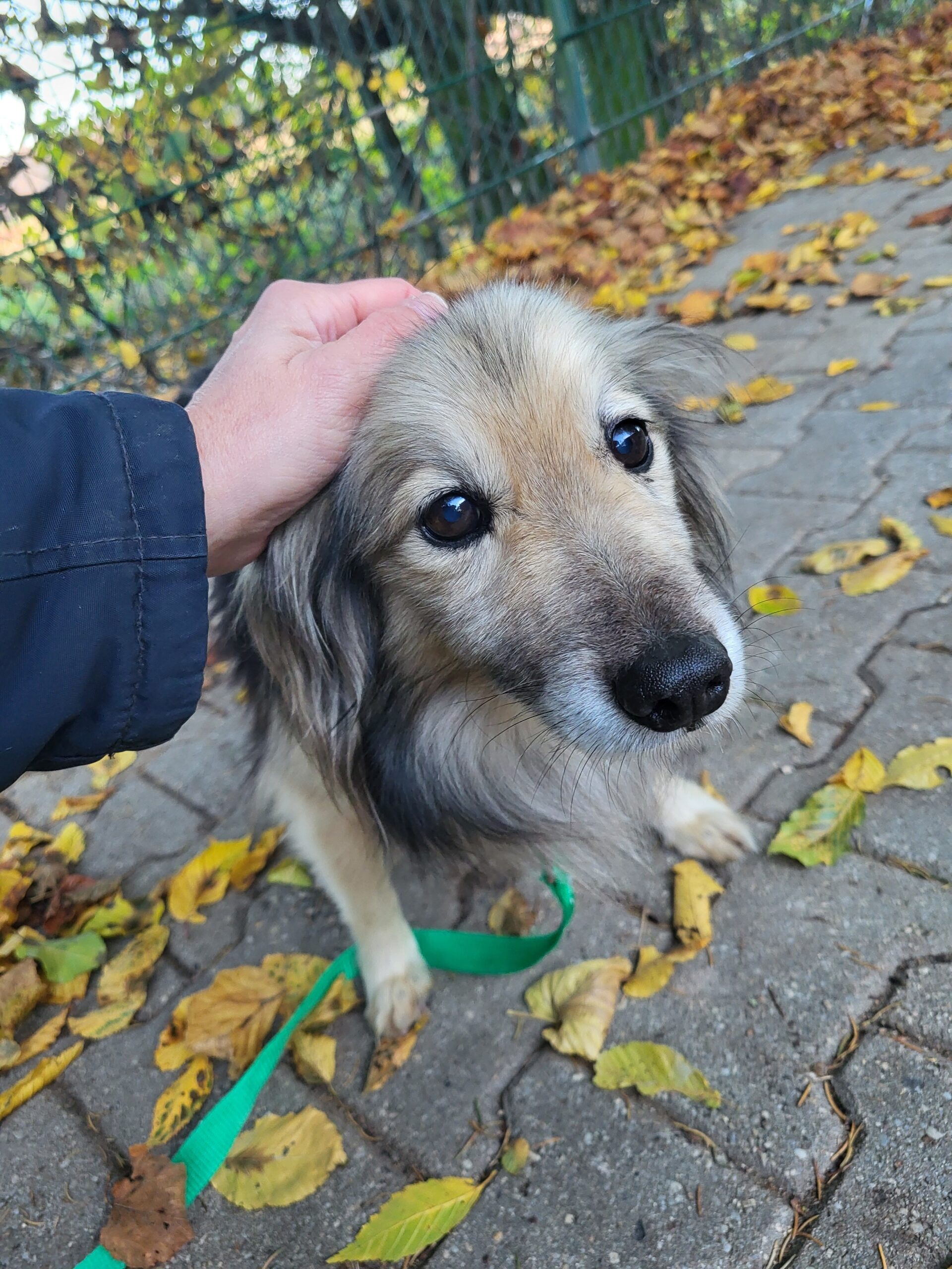 Hund Oliver Zuhause gesucht Tierheim Tierhoffnung