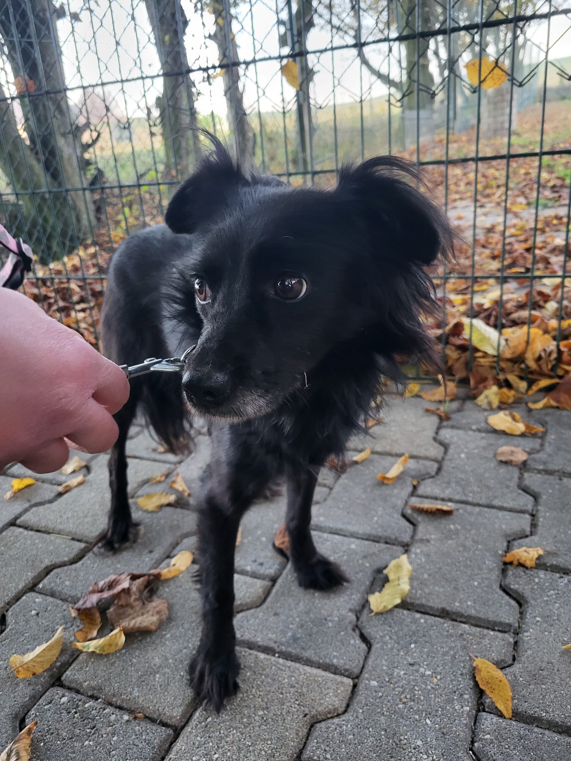 Hund Zara Zuhause gesucht Tierheim Tierhoffnung