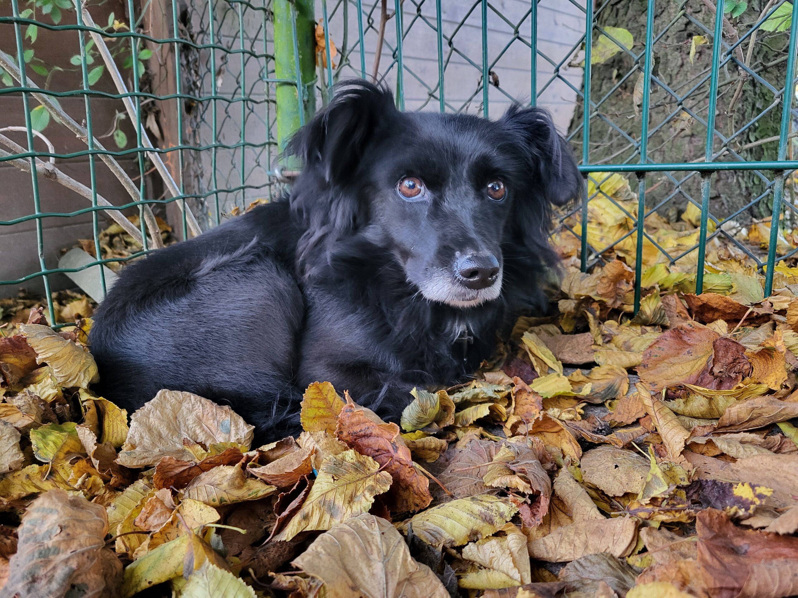 Zara Zuhause gesucht Tierheim Tierhoffnung