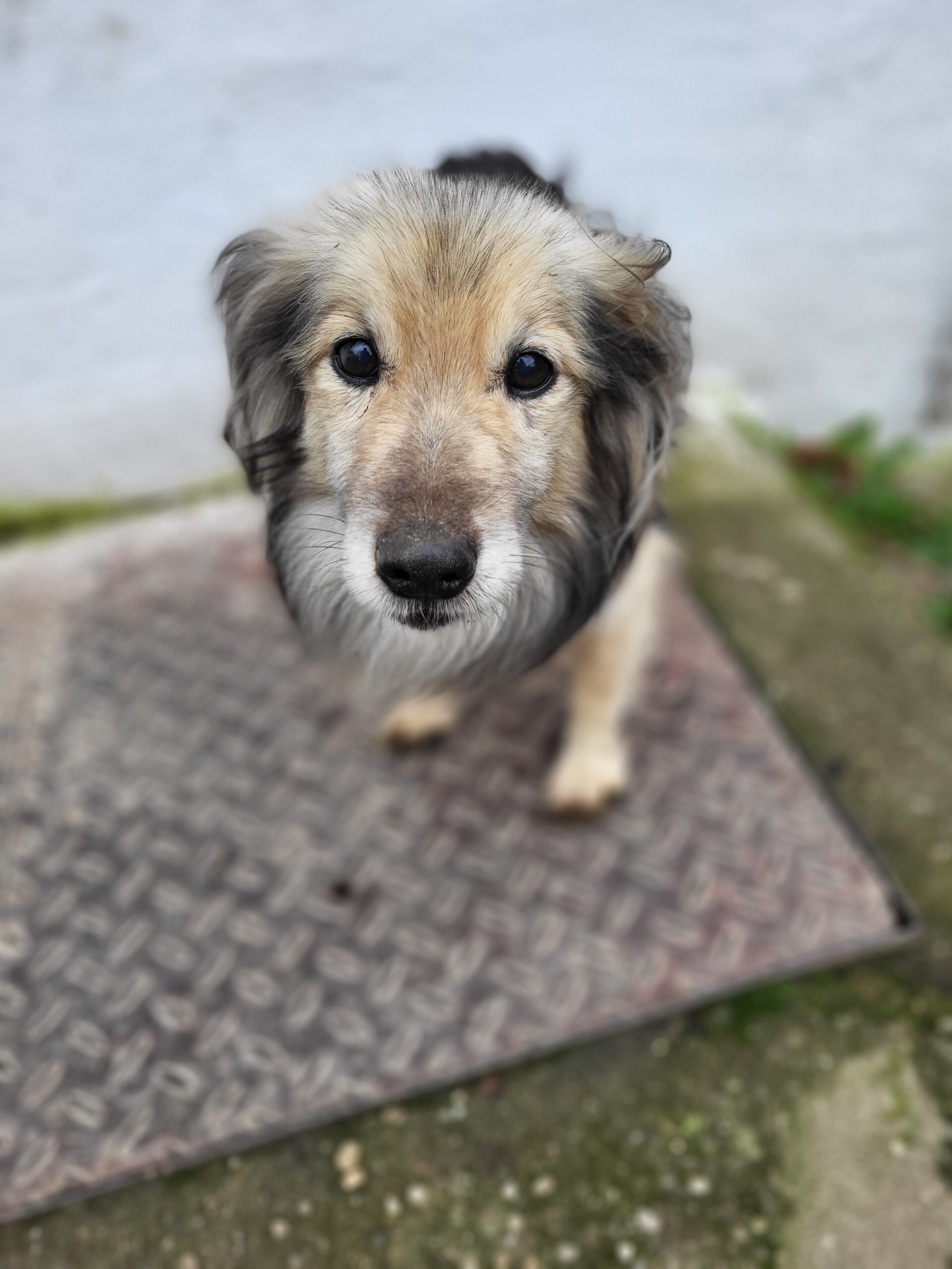 Hund Oliver Zuhause gesucht Tierheim Tierhoffnung