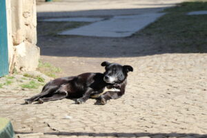 IMG_6259 Bako
