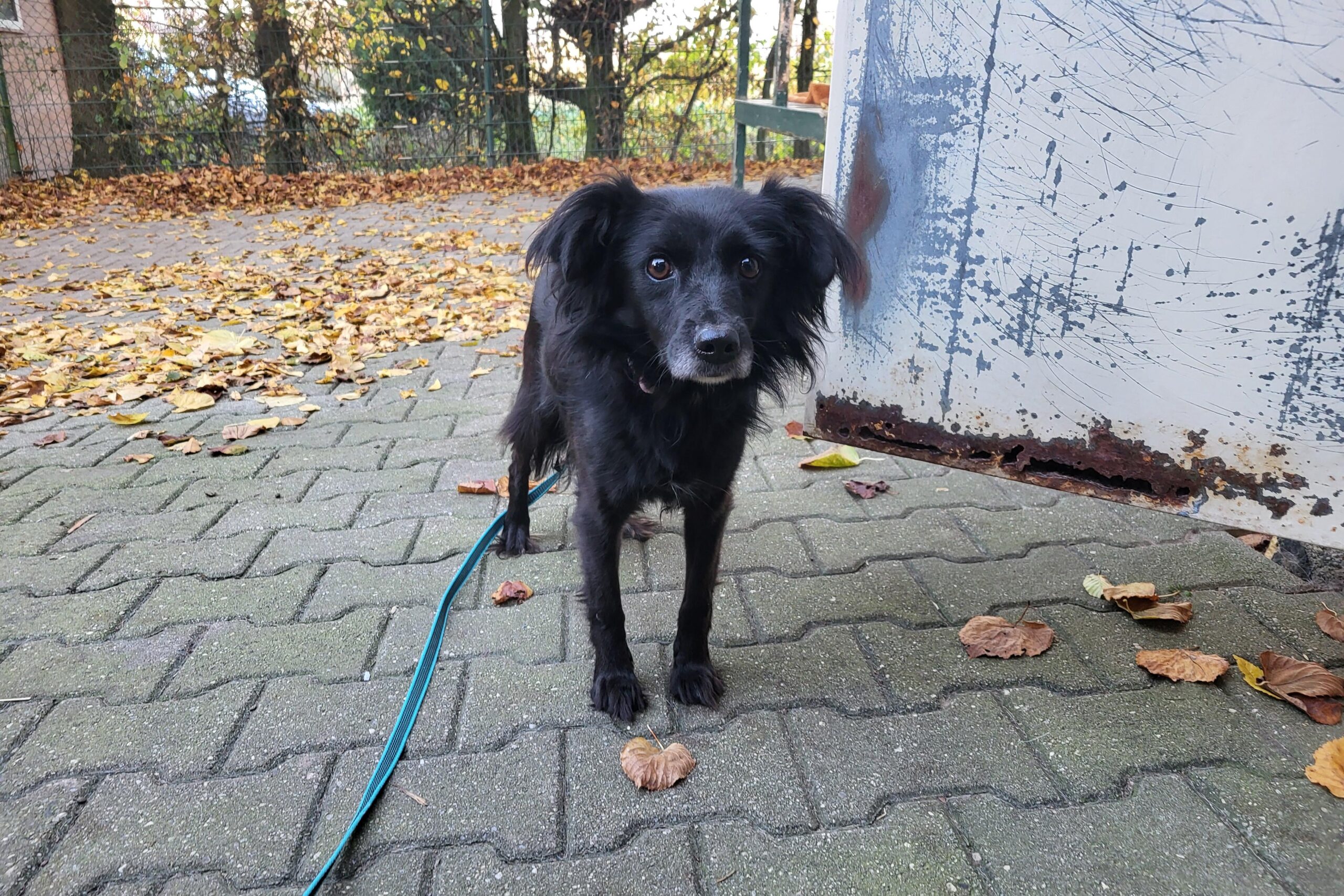 Hund Zara Zuhause gesucht Tierheim Tierhoffnung