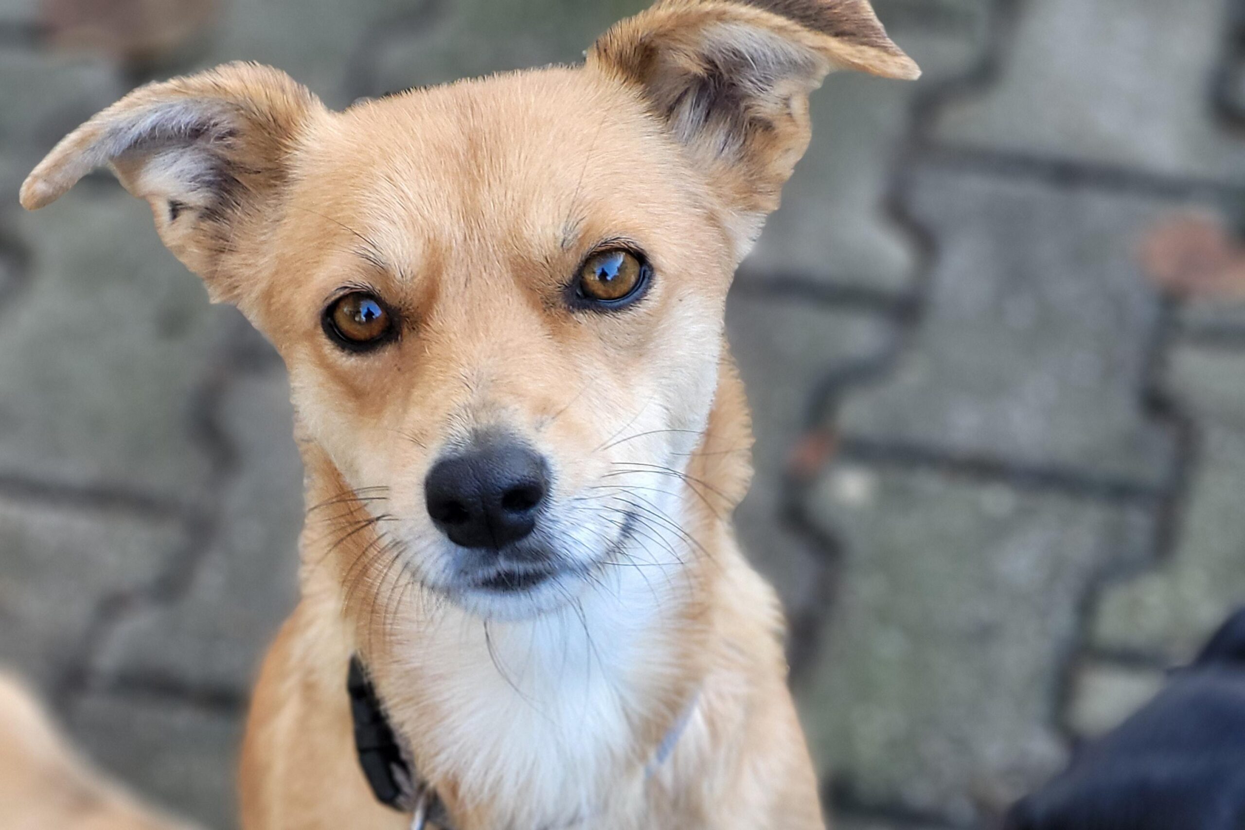 Hund Zolea Zuhause gesucht Tierhoffnung