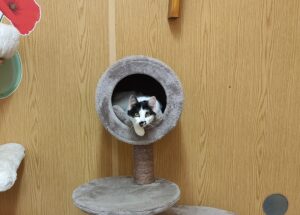 Katze Dörte Zuhause gesucht
