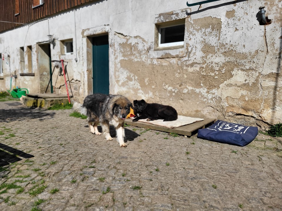 Tierheim Renovierung