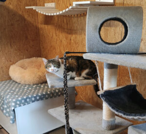 Katze Lilly Zuhause gesucht