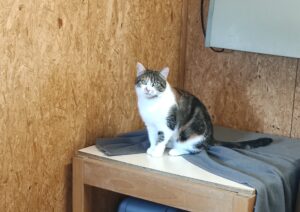 Katze Lilly Zuhause gesucht