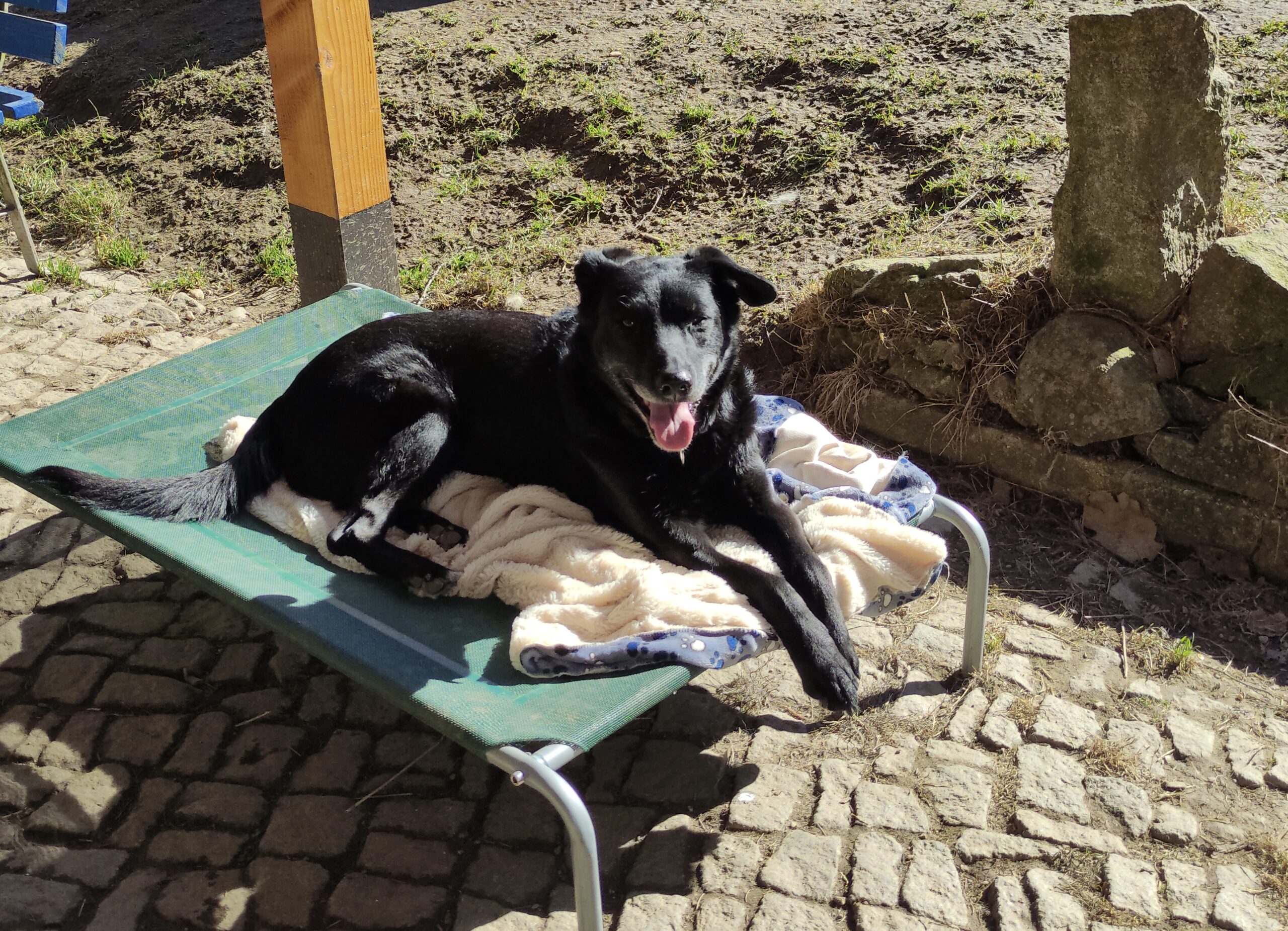 luna f hp Hund Luna Zuhause gesucht Hundeliege