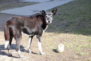 Frieda