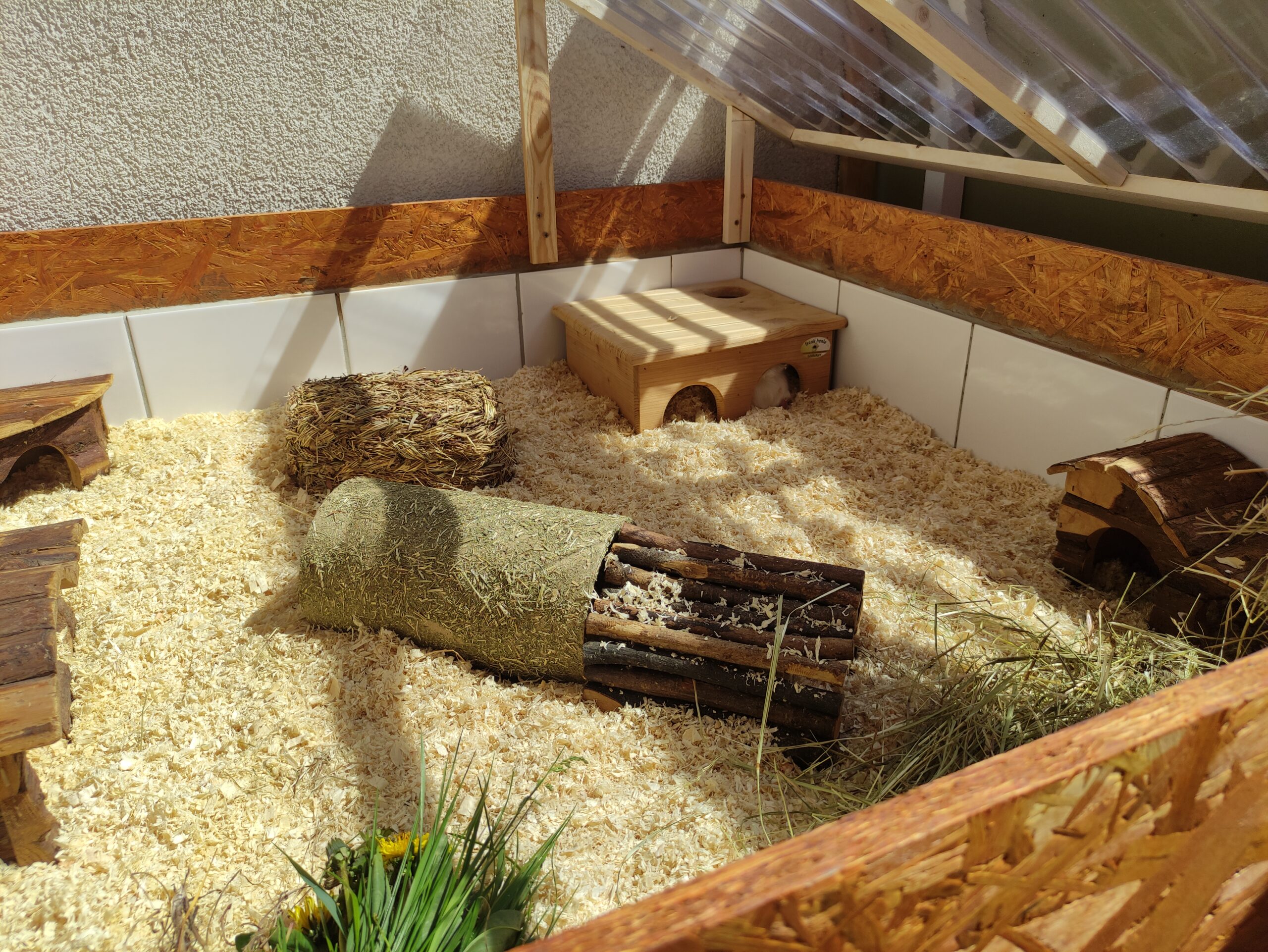 Meerschweinchen Polly und Piwi-Ella, Zuhause gefunden
