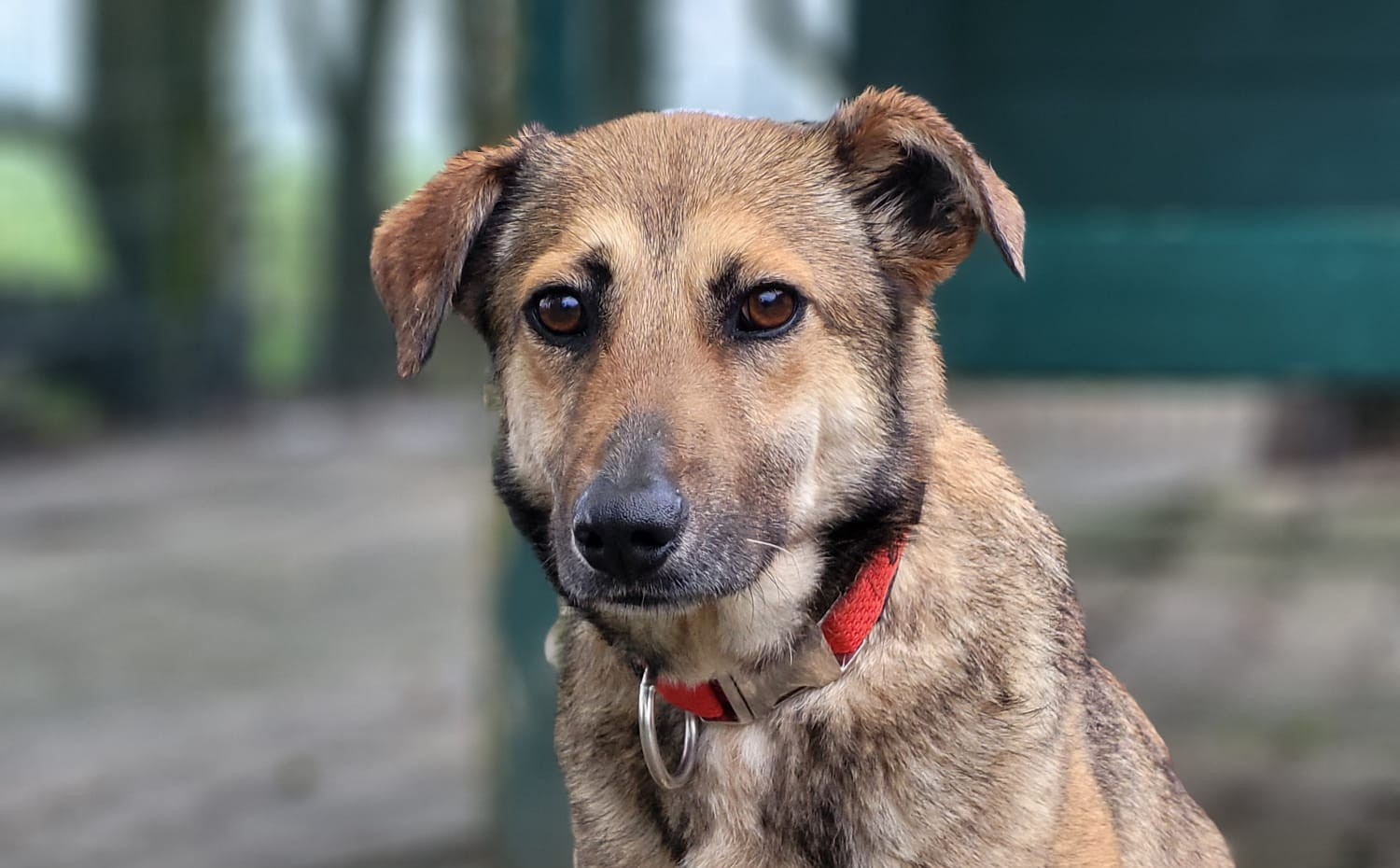 Hund Conan Zuhause gesucht Tierheim