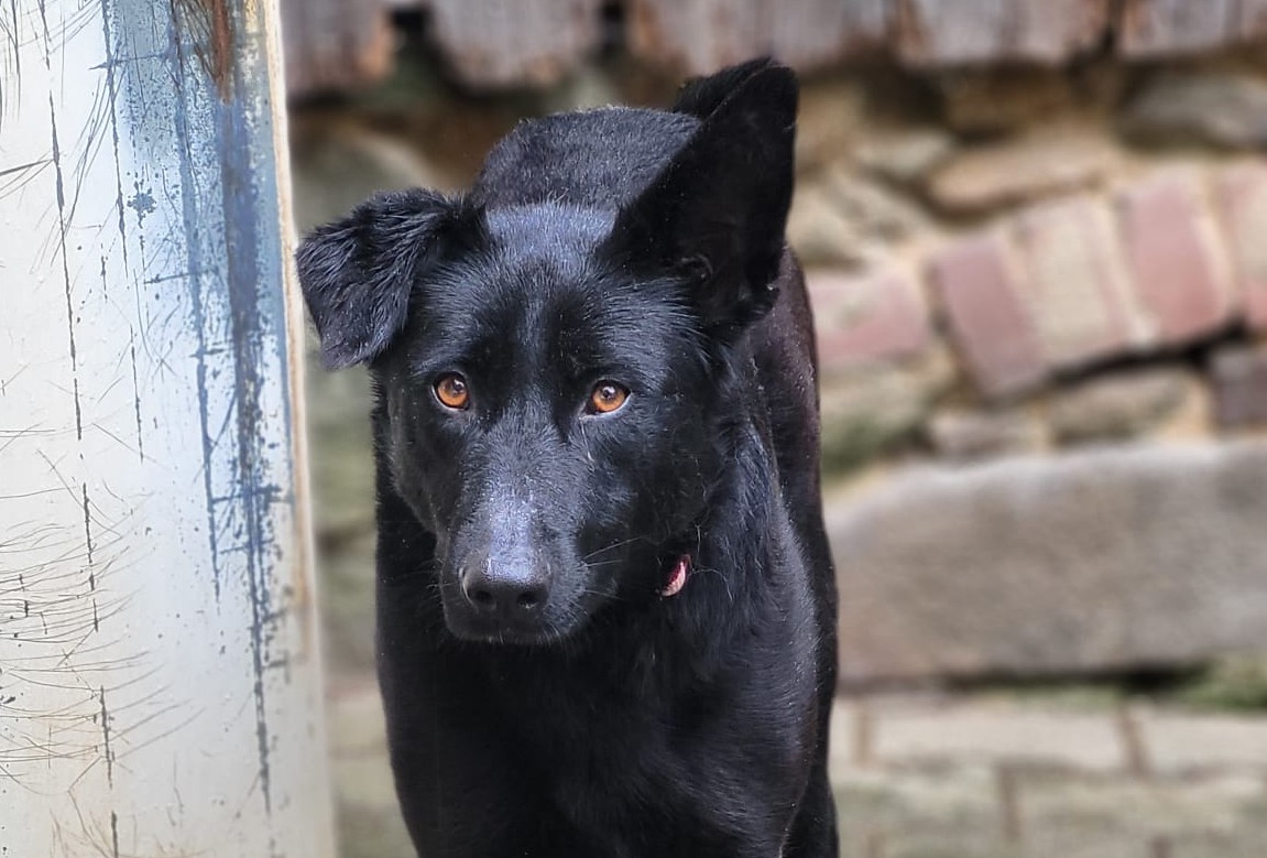Hund Esme Zuhause gesucht Hoffnung für Tiere