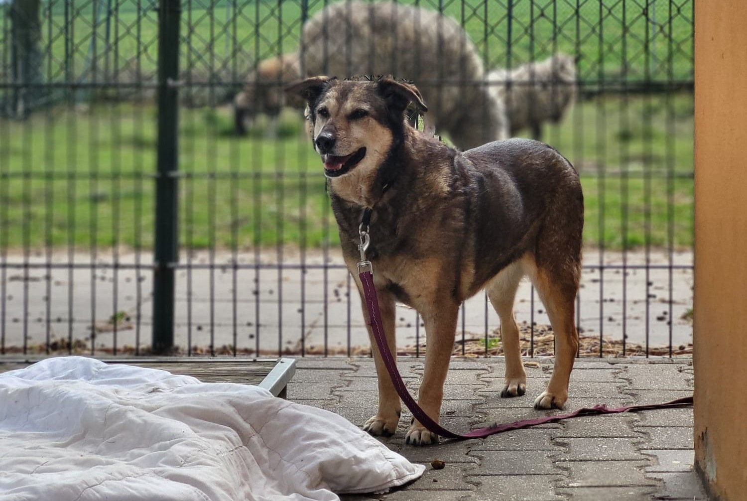Hund Gizi Zuhause gesucht Tierheim
