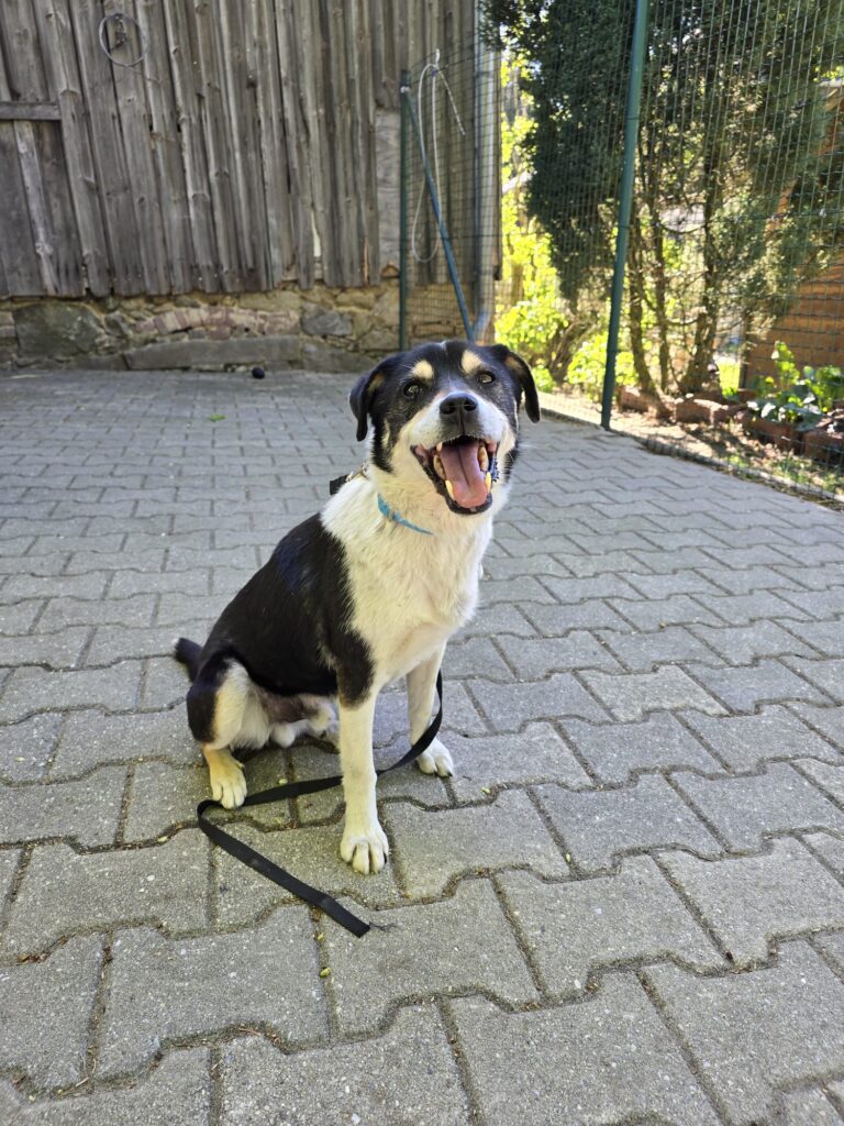 Hund Azja Zuhause gesucht Tierheim Hoffnung für Tiere