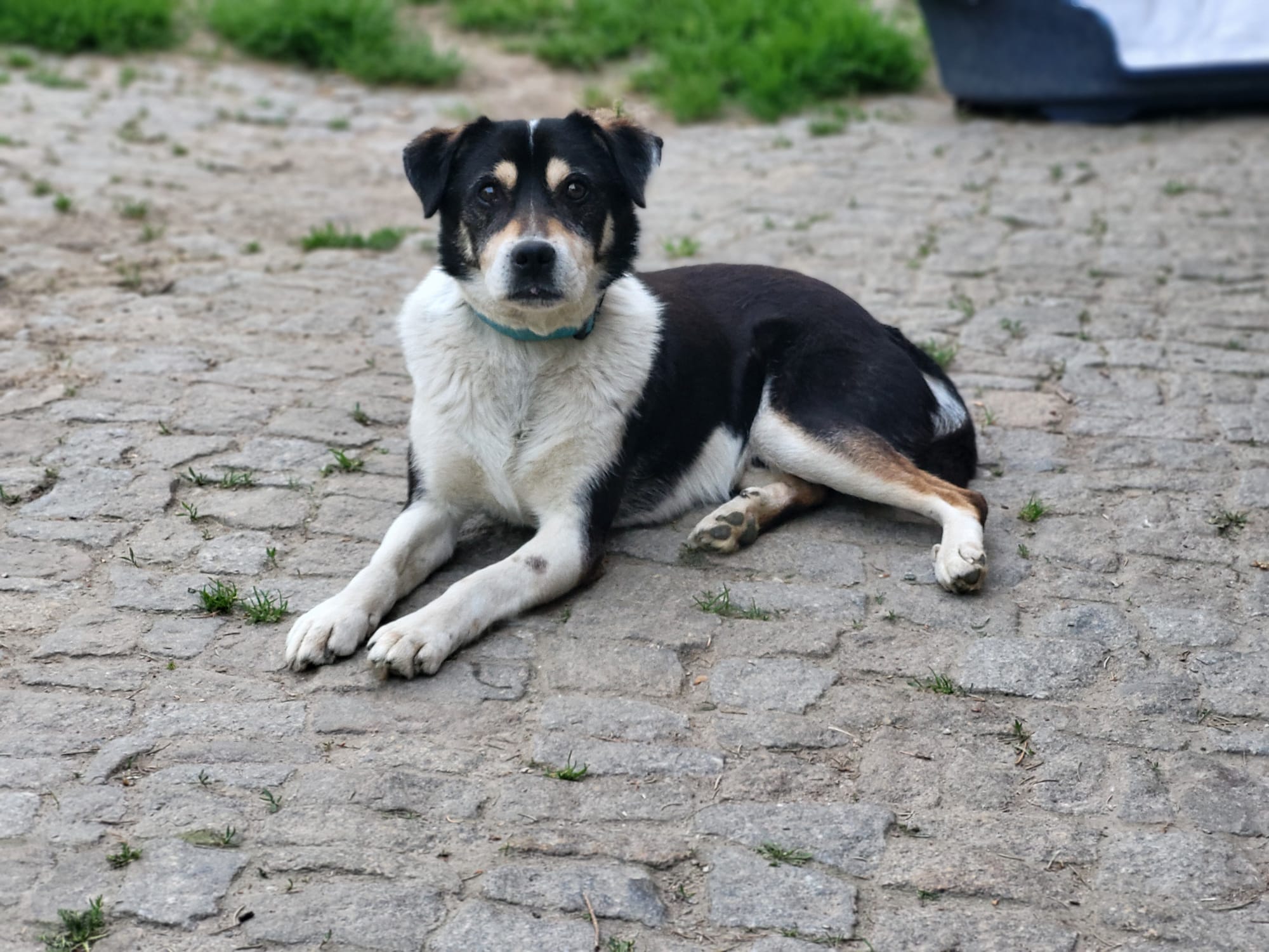 Hund Azja Zuhause gesucht Tierheim Hoffnung für Tiere