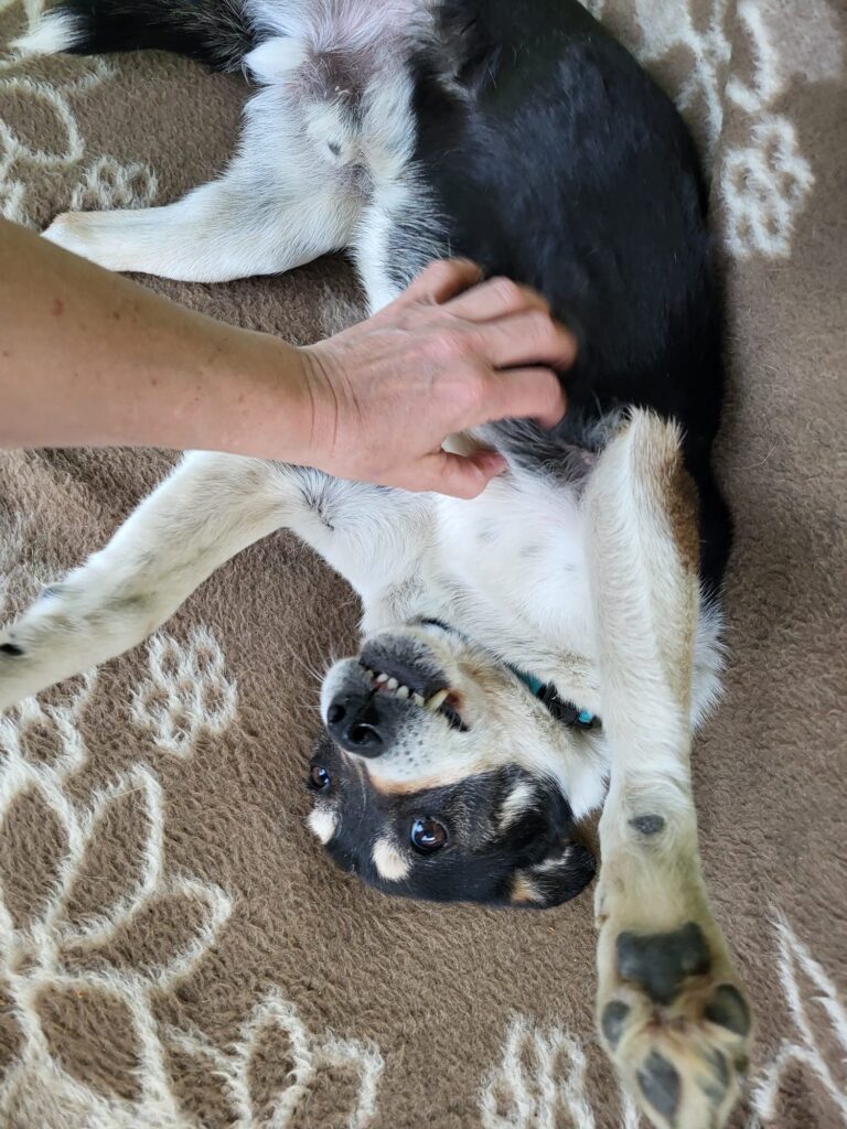 Hund Azja Zuhause gesucht Tierheim Hoffnung für Tiere