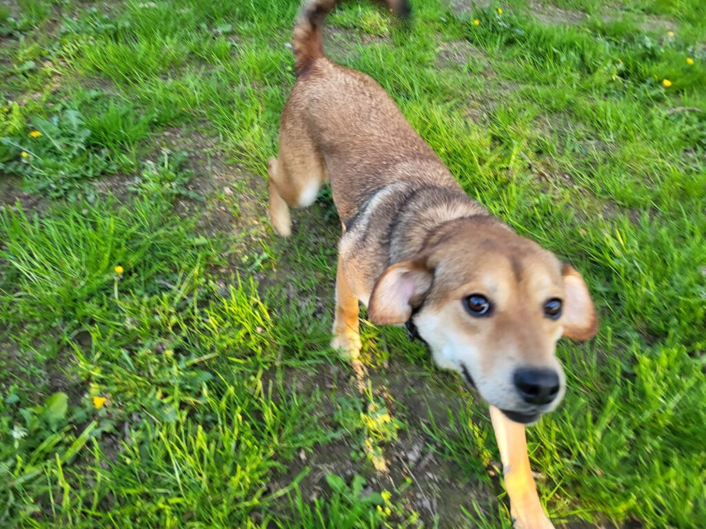 Hund George Zuhause gesucht Hoffnung für Tiere