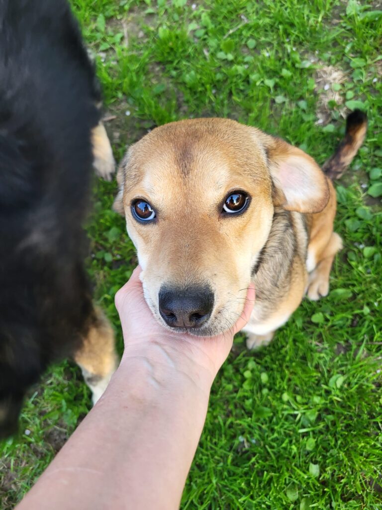 Hund George Zuhause gesucht Hoffnung für Tiere