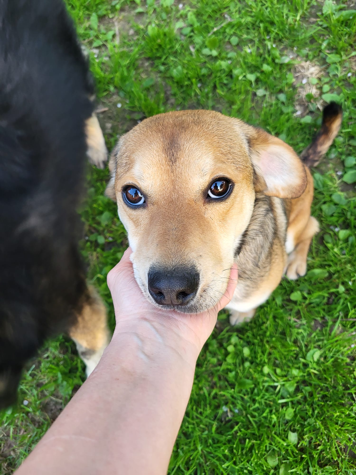 Hund George niedlich Hund George Zuhause gesucht Hoffnung für Tiere