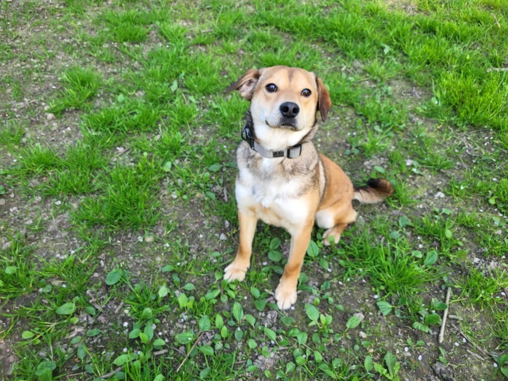 Hund George Zuhause gesucht Tierheim Hoffnung für Tiere