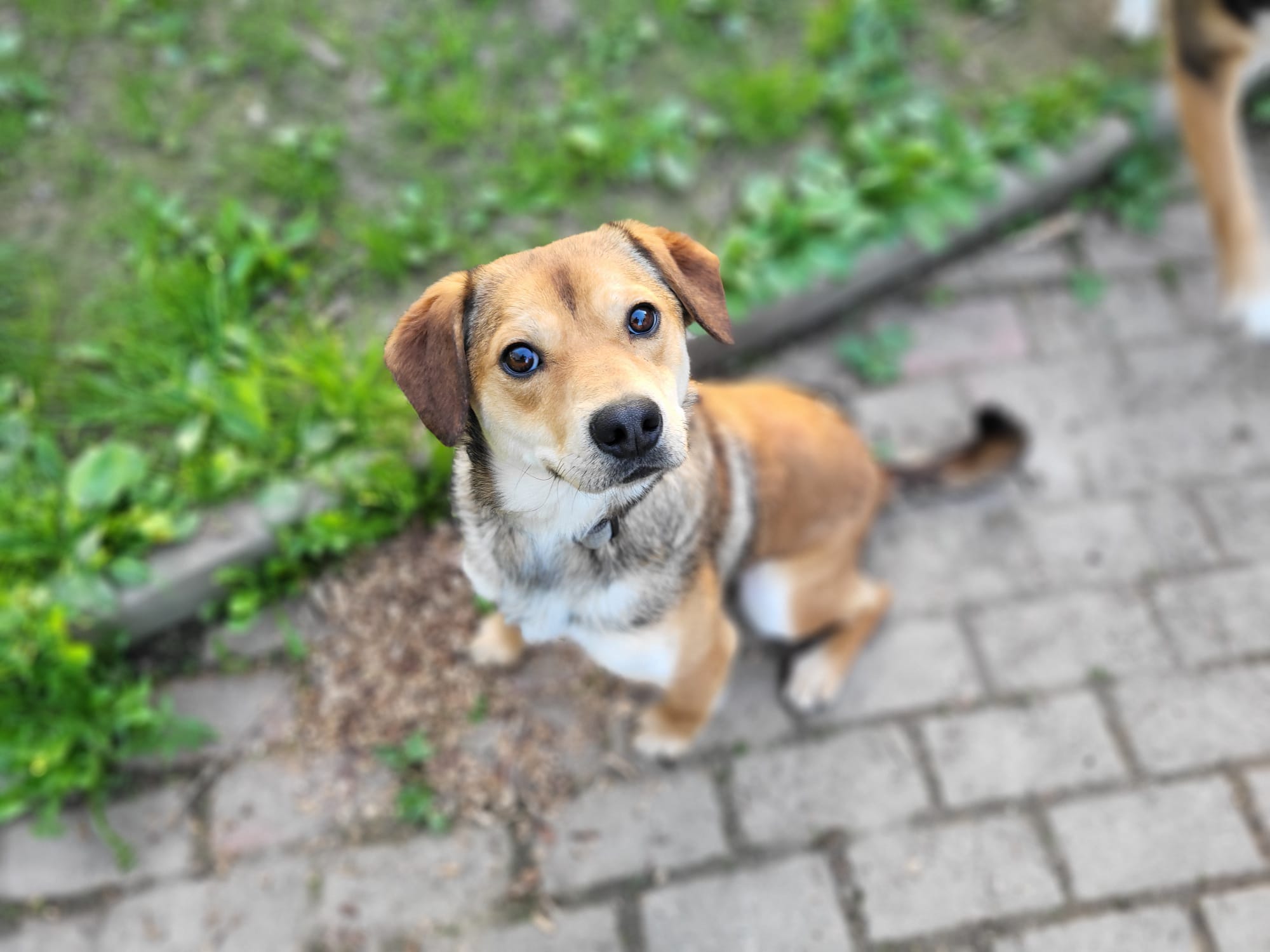 Hund George Tierheim Hoffnung für Tiere Zuhause gesucht
