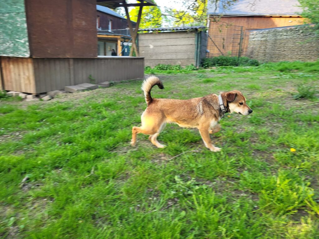 Hund George Zuhause gesucht Hoffnung für Tiere