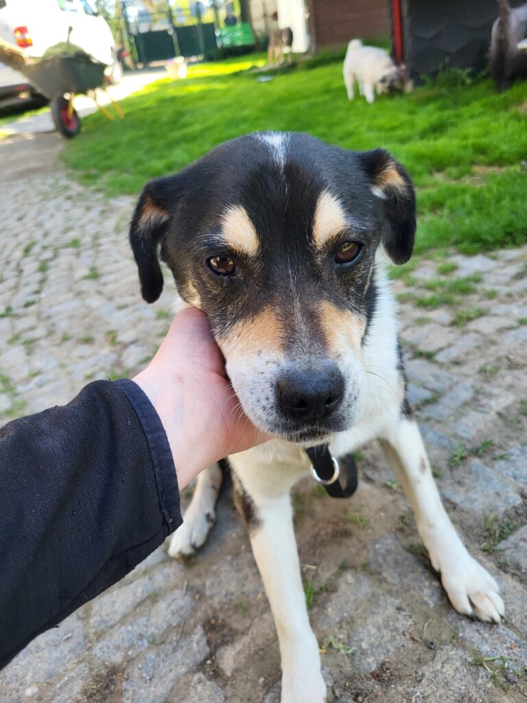 Hund Azja Zuhause gesucht Hoffnung für Tiere
