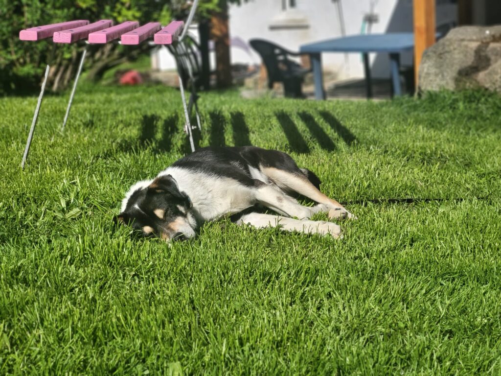 Hund Azja Zuhause gesucht Hoffnung für Tiere