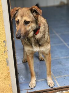 Hund Conan Hund Conan Zuhause gesucht Tierheim