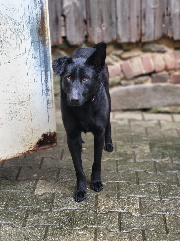 Hund Esme Hund Esme Zuhause gesucht Hoffnung für Tiere