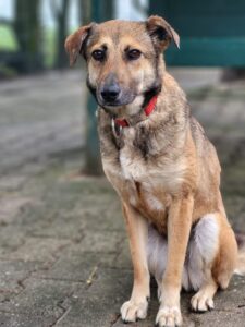 Hund Conan sitzend Hund Conan Zuhause gesucht Hoffnung für Tiere