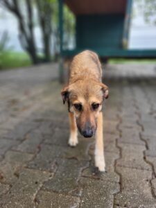 Hund Conan Hund Conan Zuhause gesucht Tierheim