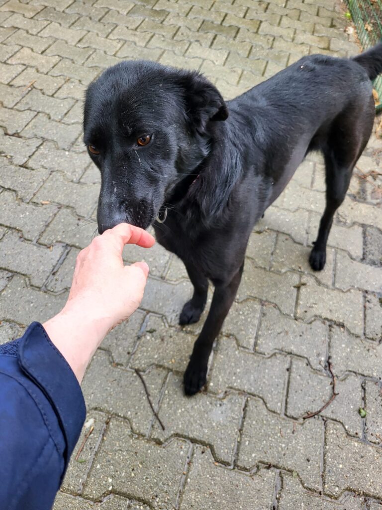 Hund Esme Hund Esme Zuhause gesucht Hoffnung für Tiere