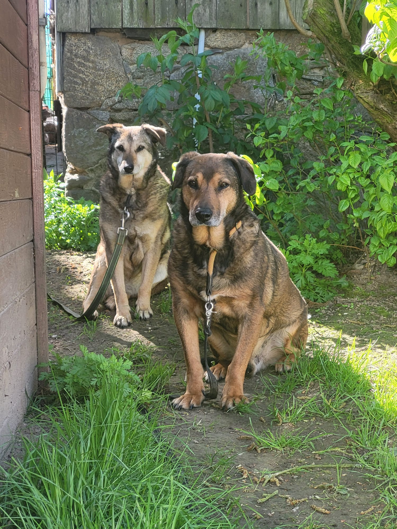 Hund Persy und Gizi Hund Persy Zuhause gesucht Tierheim Hoffnung für Tiere