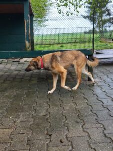 Hund Conan läuft Hund Conan Zuhause gesucht Tierheim