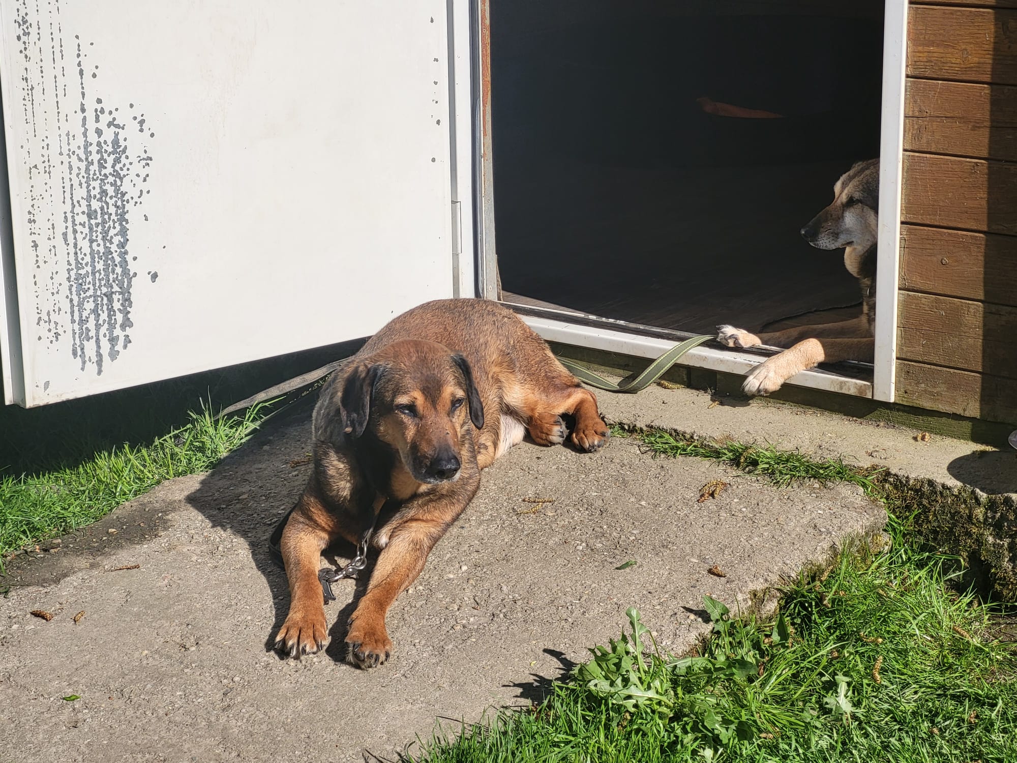 Hund Persy Hund Persy Tierheim Hoffnung für Tiere
