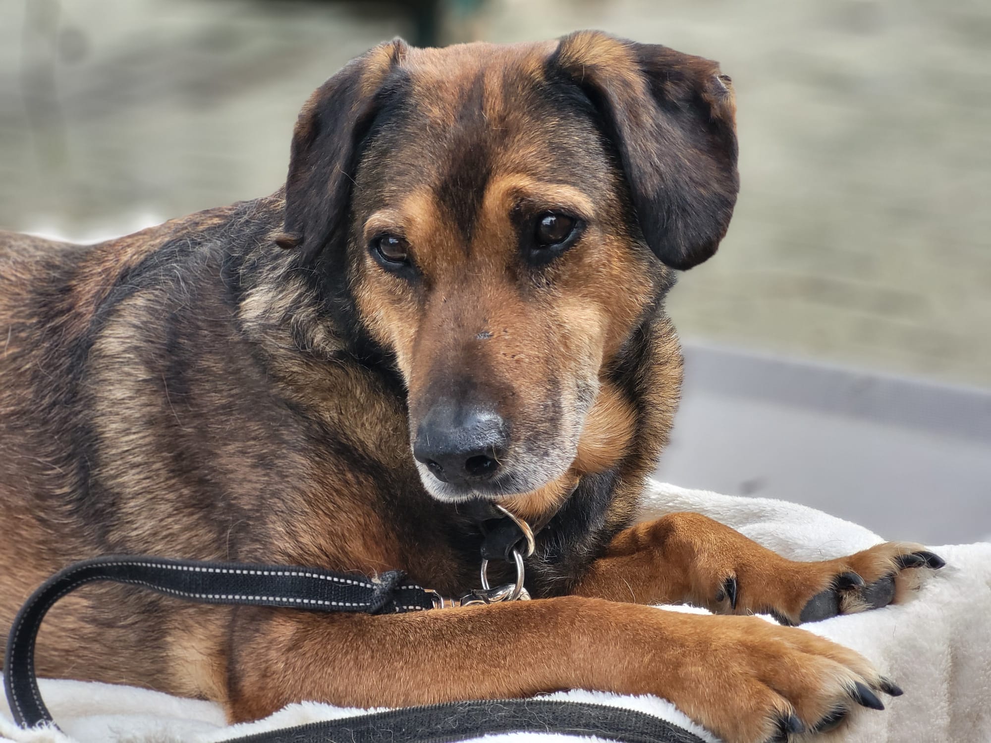Hund Persy Zuhause gesucht Tierheim Hoffnung für Tiere
