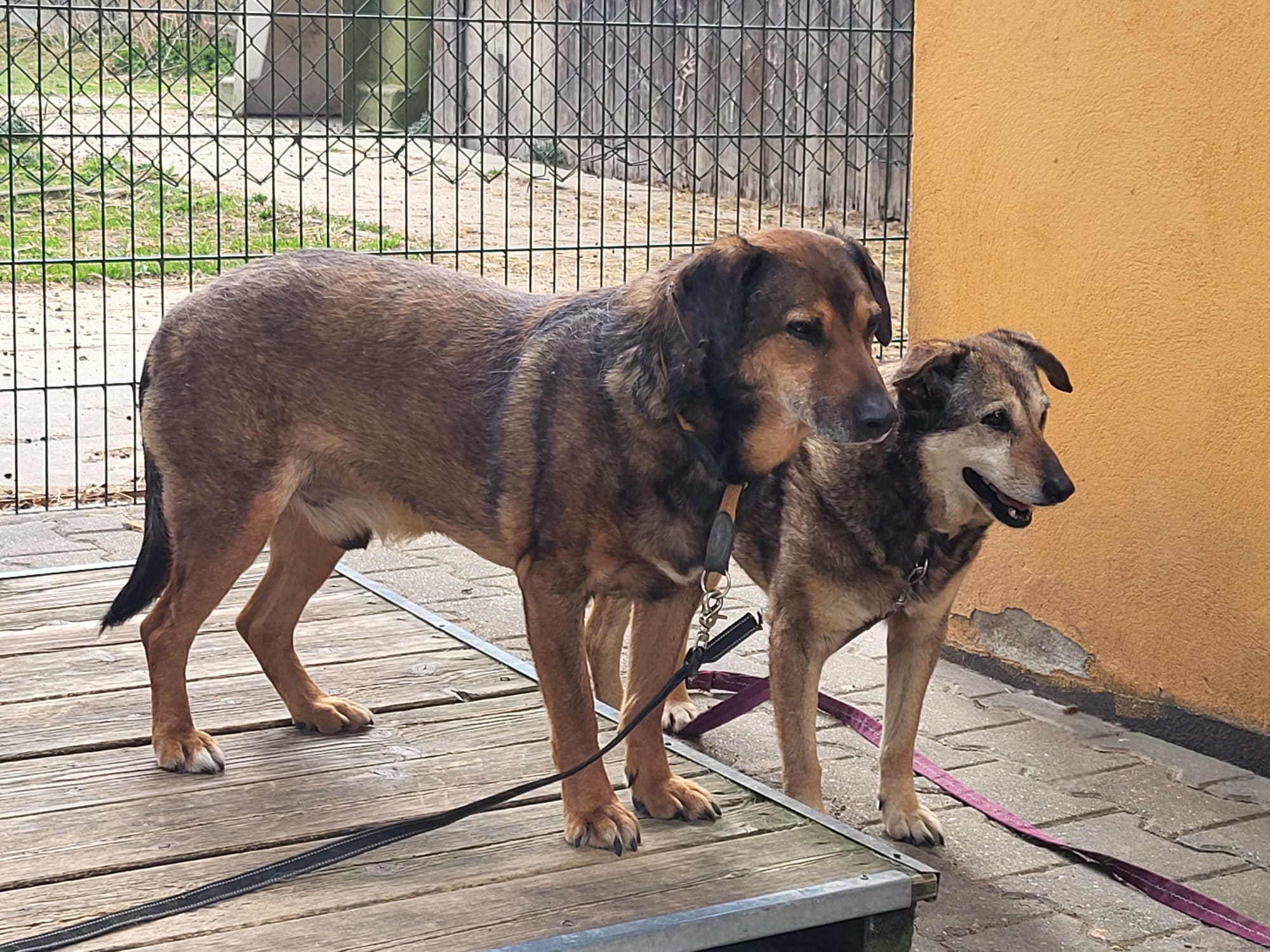 Hund Persy und Gizi Hund Persy Zuhause gesucht Tierheim Hoffnung für Tiere