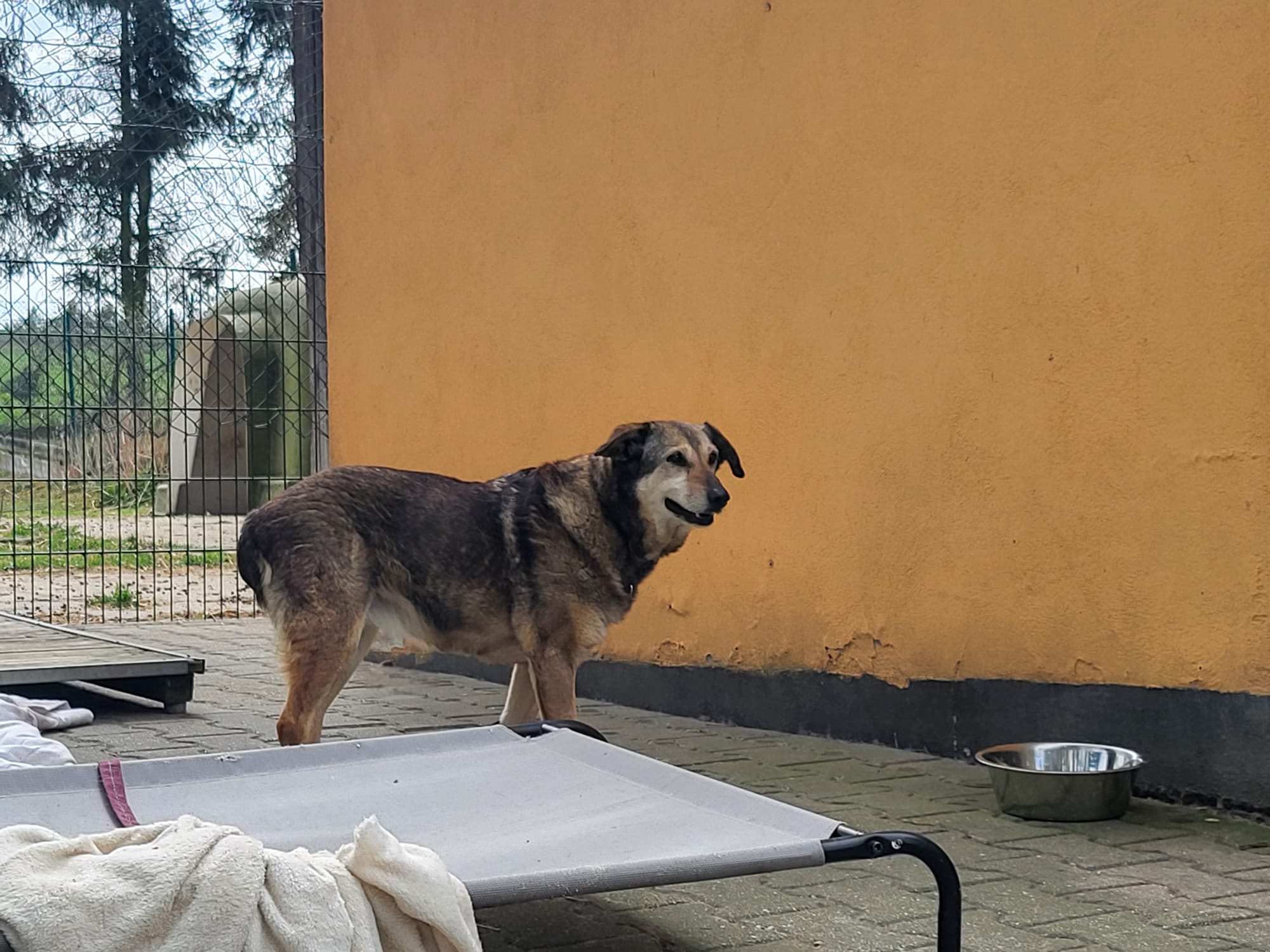 Hund Gizi Hund Gizi Zuhause gesucht Tierheim Hoffnung für Tiere