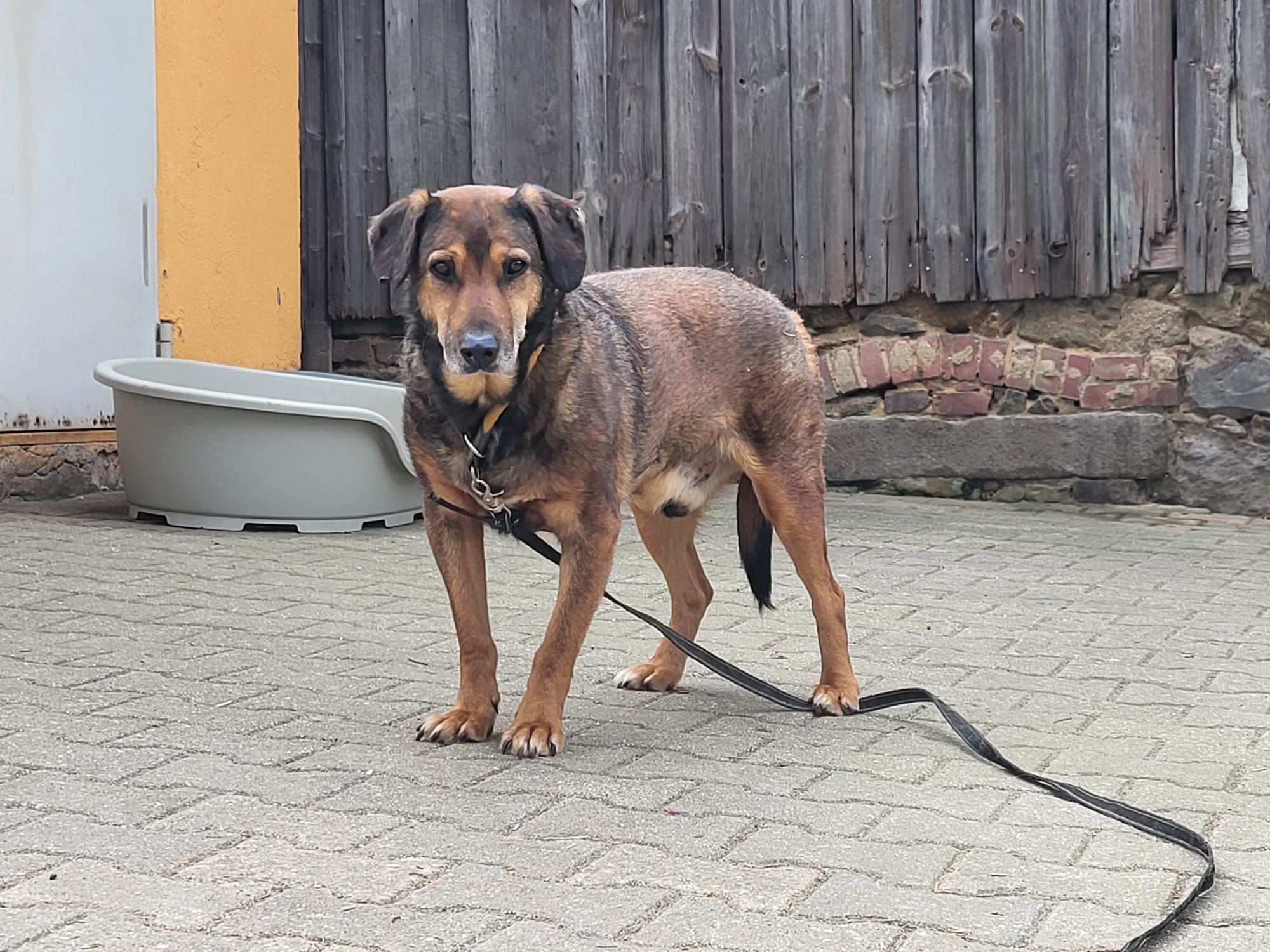Hund Persy stehend Hund Persy Zuhause gesucht Tierheim Hoffnung für Tiere